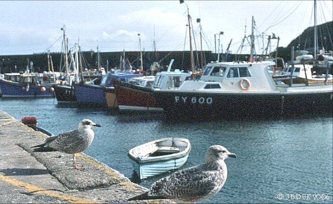 england_southwest_cornwall_mevagissy_harbour_gulls_1979_0118