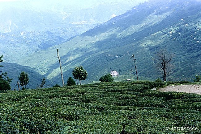 india_darjeeling_tea_plantation_1989_0156