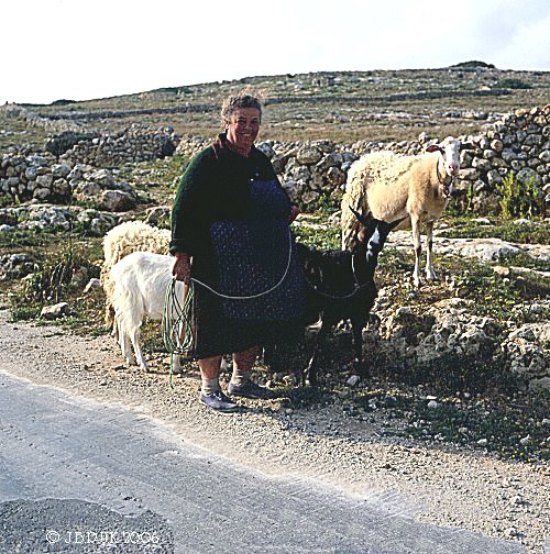 malta_goat_herd_1983_0152
