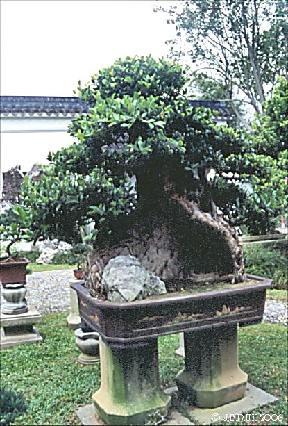 singapore_chinese_garden_bonsai_02_1999_0190
