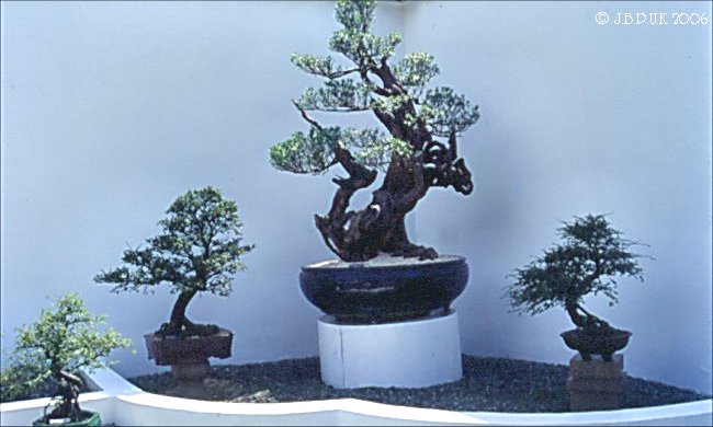 singapore_chinese_garden_bonsai_07_1999_0190