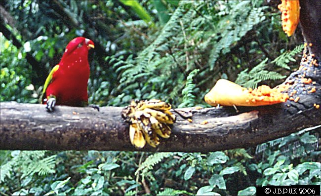 singapore_zoo_birds_02_1999_0190